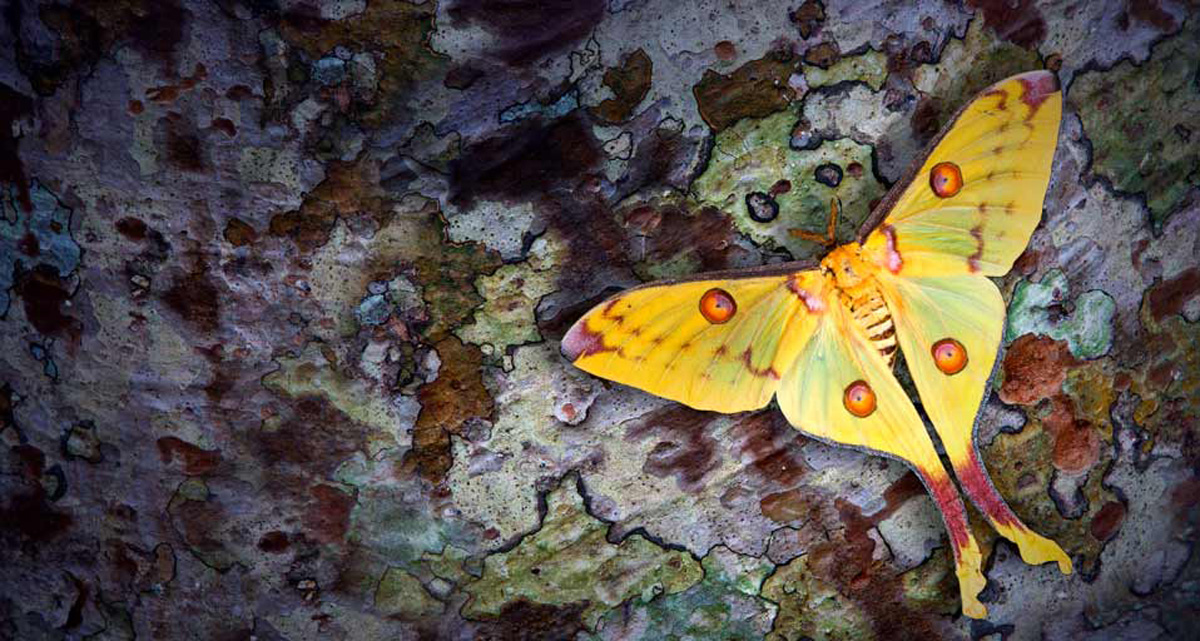 Silk moth female
