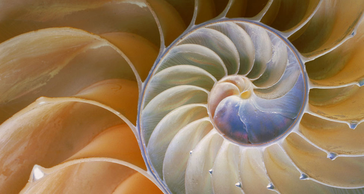 Chambered nautilus in cross section